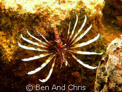 Lionfish, Swiming in the mangrove, this one was very large!! by Ben And Chris 